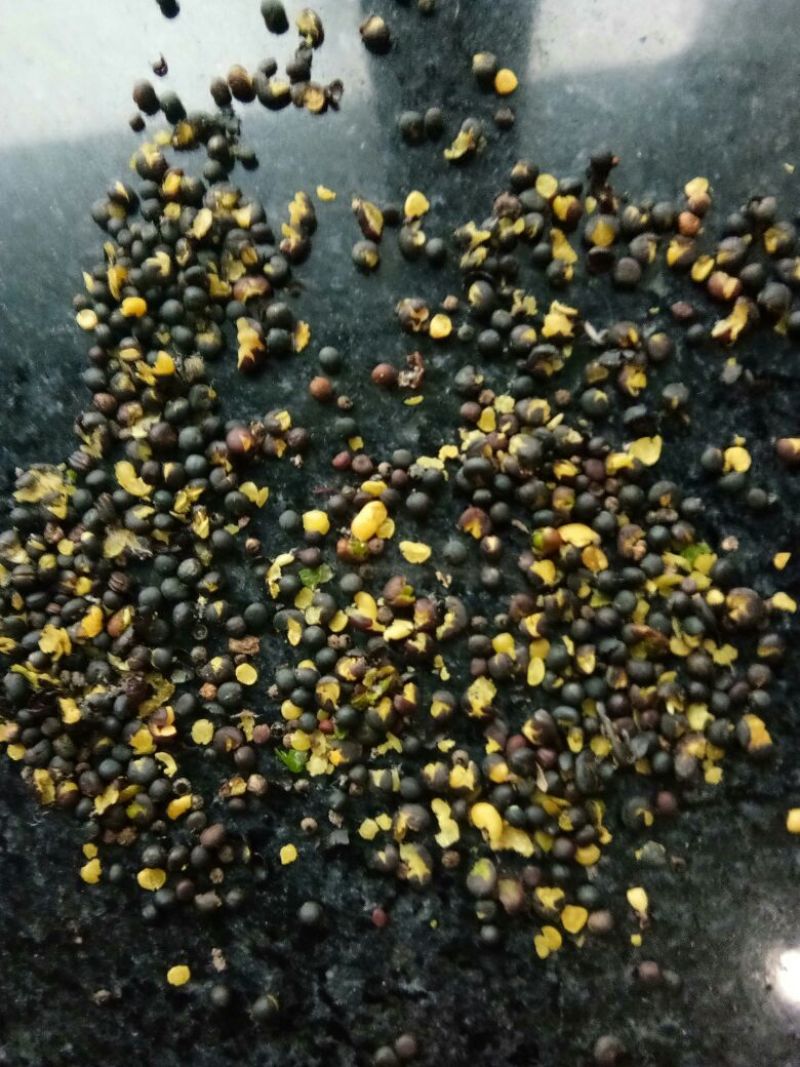 油菜籽1