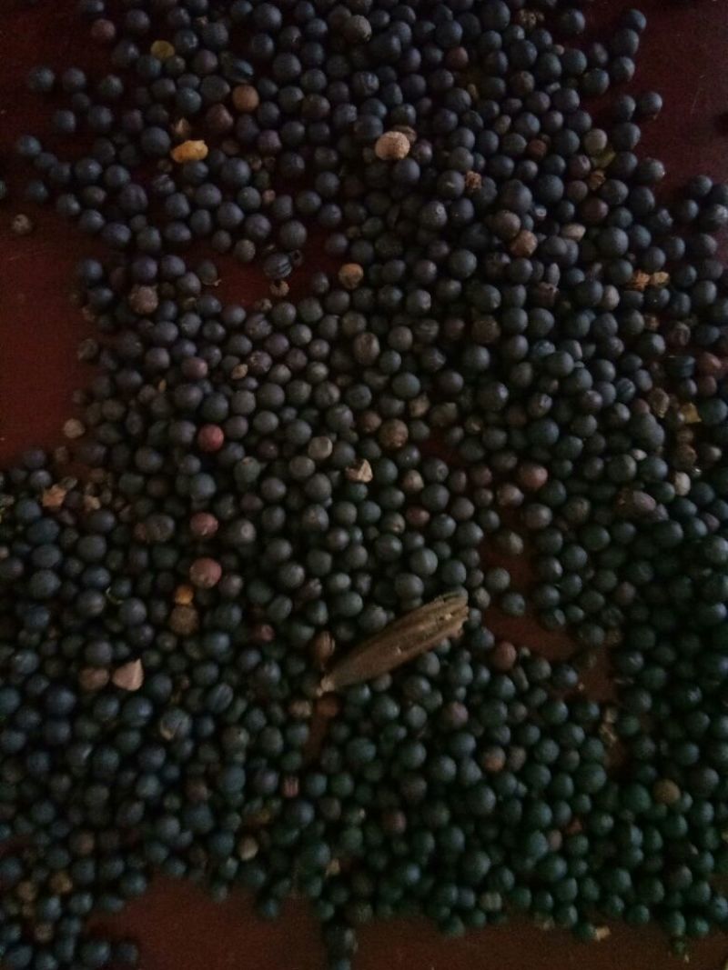 油菜籽1