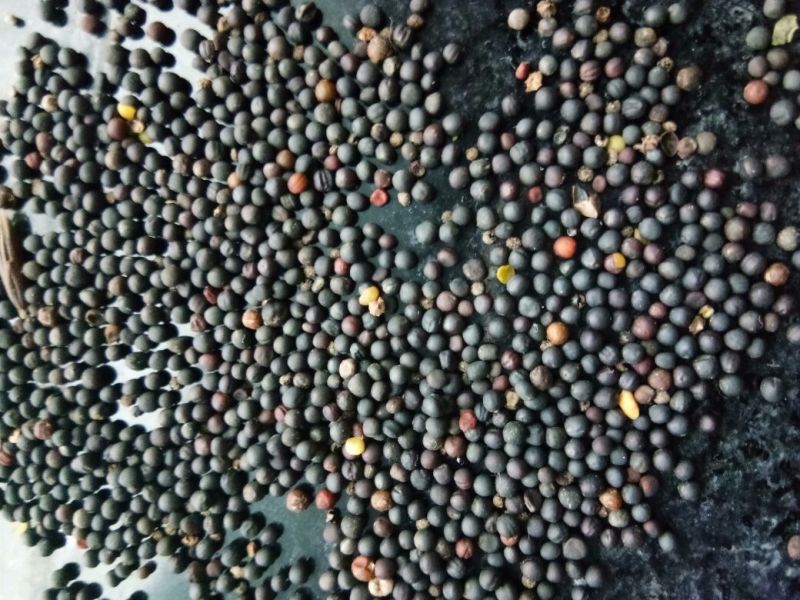油菜籽1