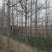 银杏树6~8cm3~3.5米1~2米