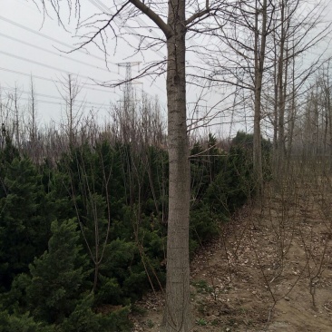 银杏树6~8cm3~3.5米1~2米