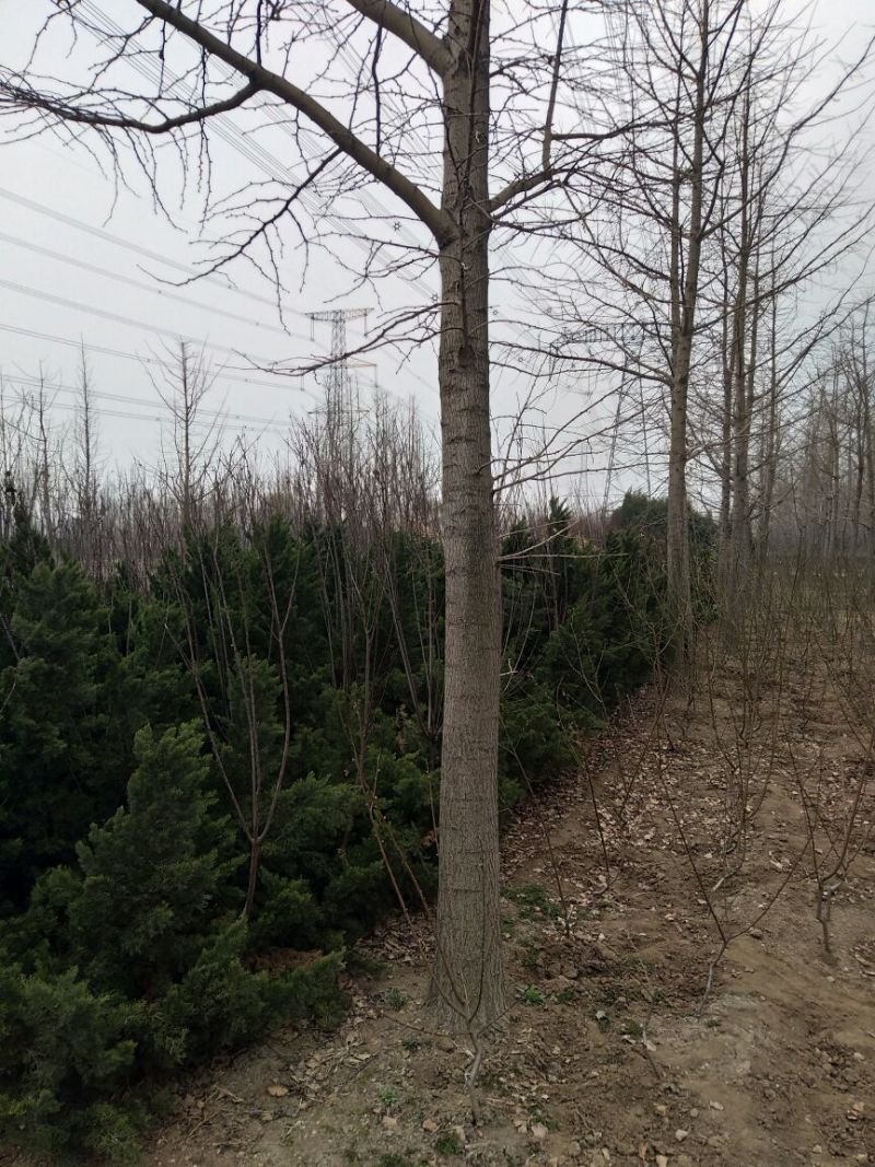 银杏树6~8cm3~3.5米1~2米