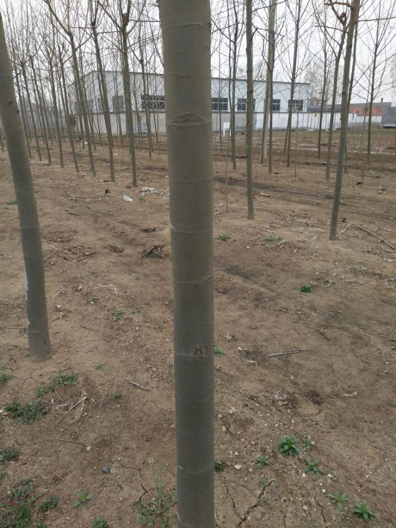 法桐8~10cm8~10cm3~3.5米1~2米