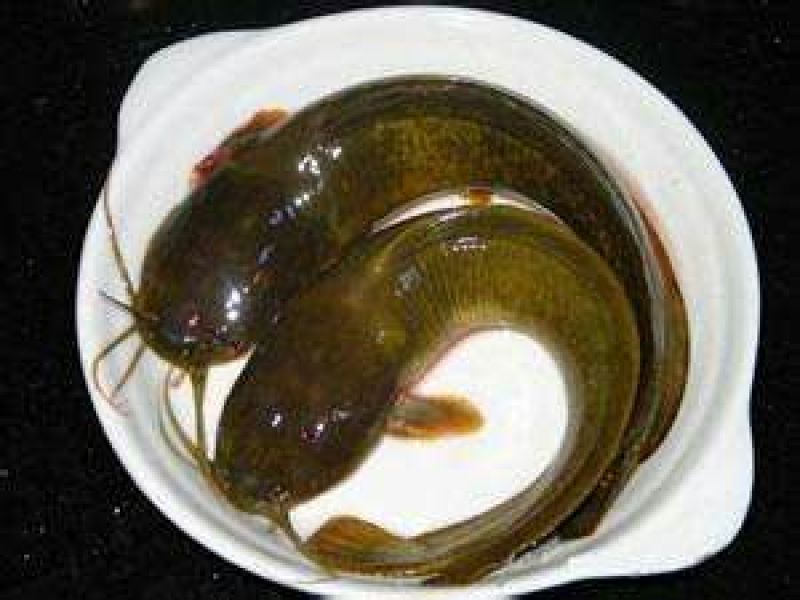 胡子鲶食用