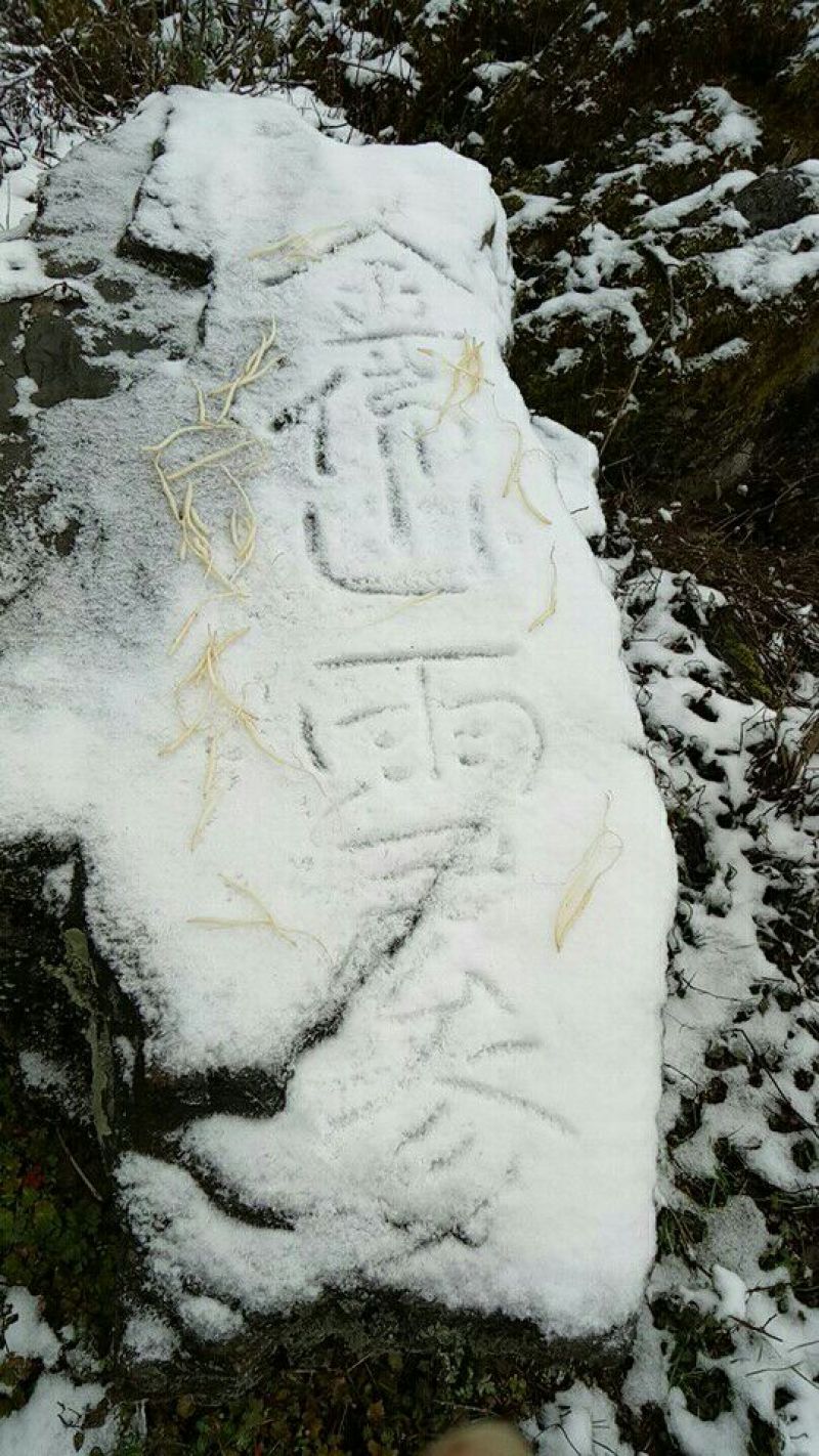 雪参，金佛山雪参是高海拨地区生长
