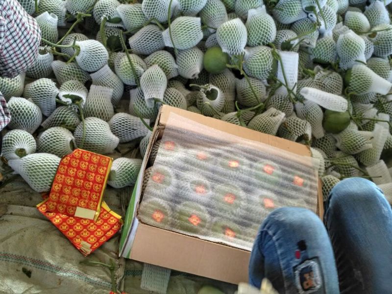 【推荐】山东甜瓜精品绿宝甜瓜规格齐全产地直供欢迎联系