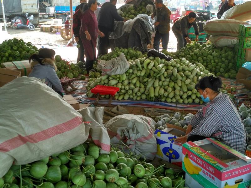 【推荐】山东甜瓜精品绿宝甜瓜规格齐全产地直供欢迎联系