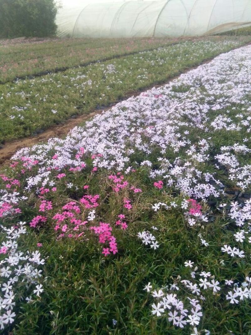 丛生福禄考基地花海专用