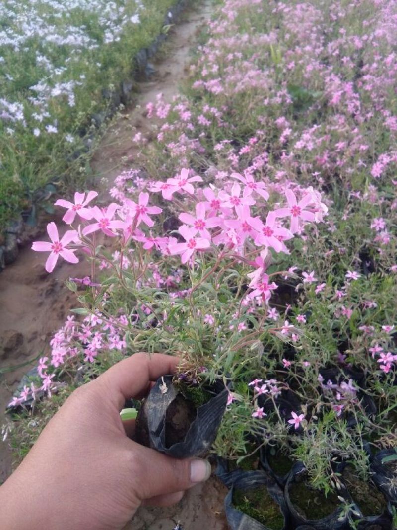 丛生福禄考基地花海专用