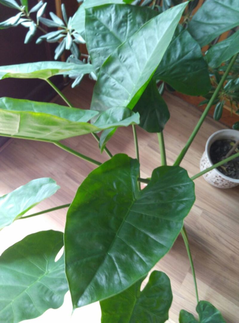 滴水观音盆花