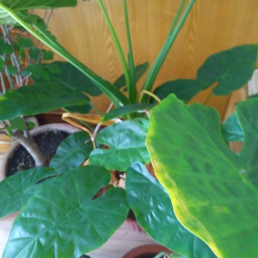 滴水观音盆花