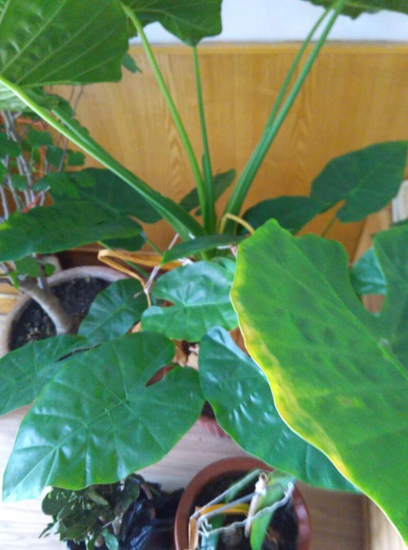 滴水观音盆花