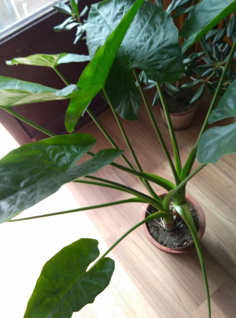 滴水观音盆花