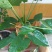 滴水观音盆花