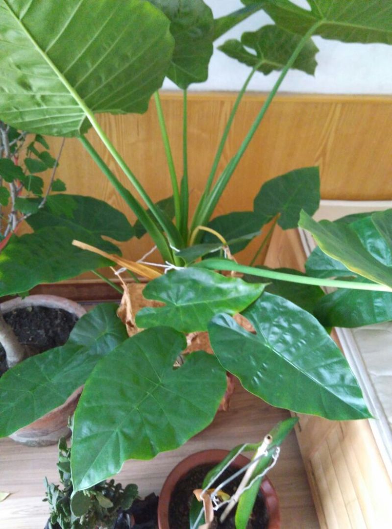 滴水观音盆花