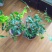 茉莉花带盆栽好