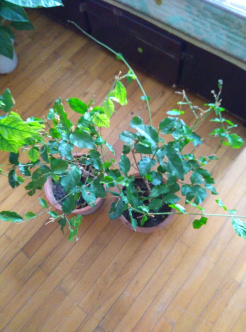 茉莉花带盆栽好