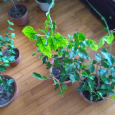 茉莉花带盆栽好