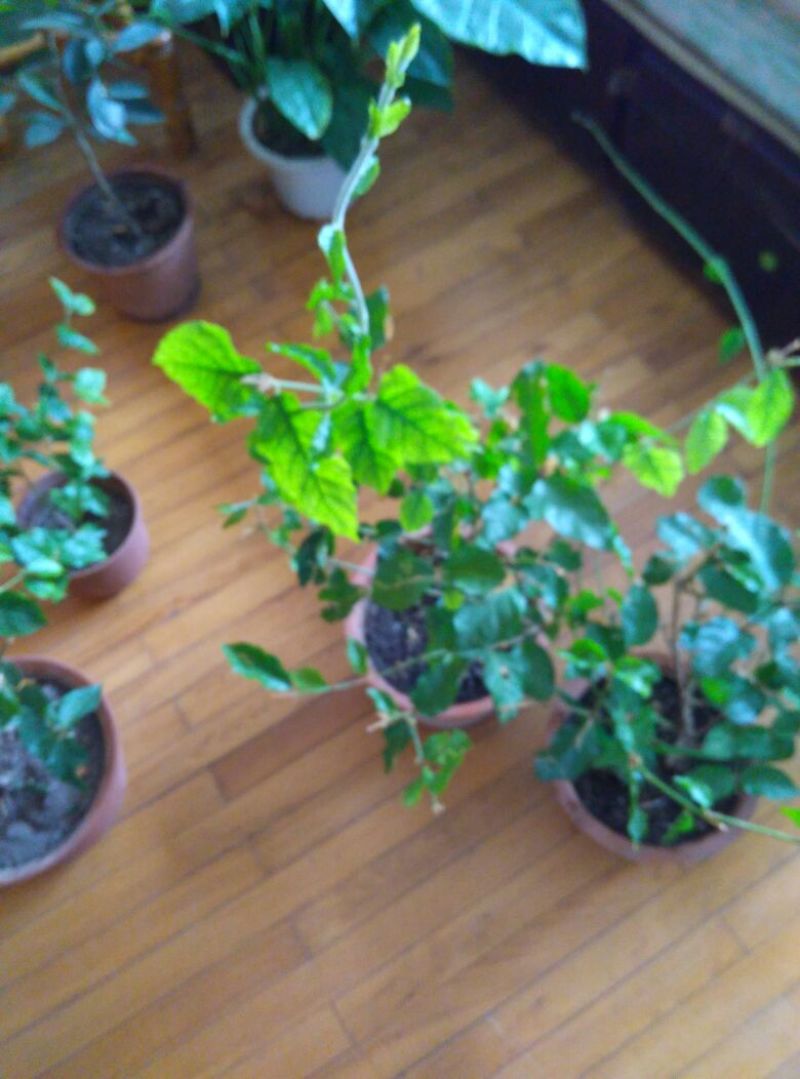 茉莉花带盆栽好