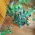 茉莉花带盆栽好