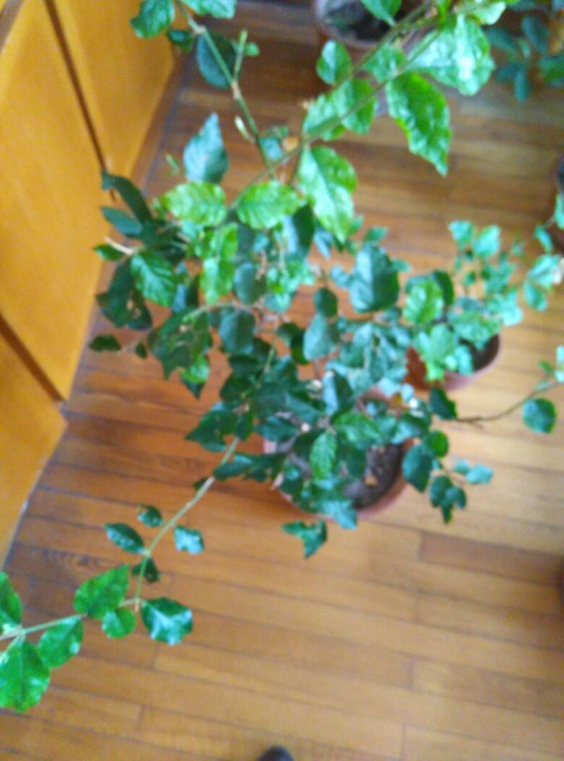 茉莉花带盆栽好