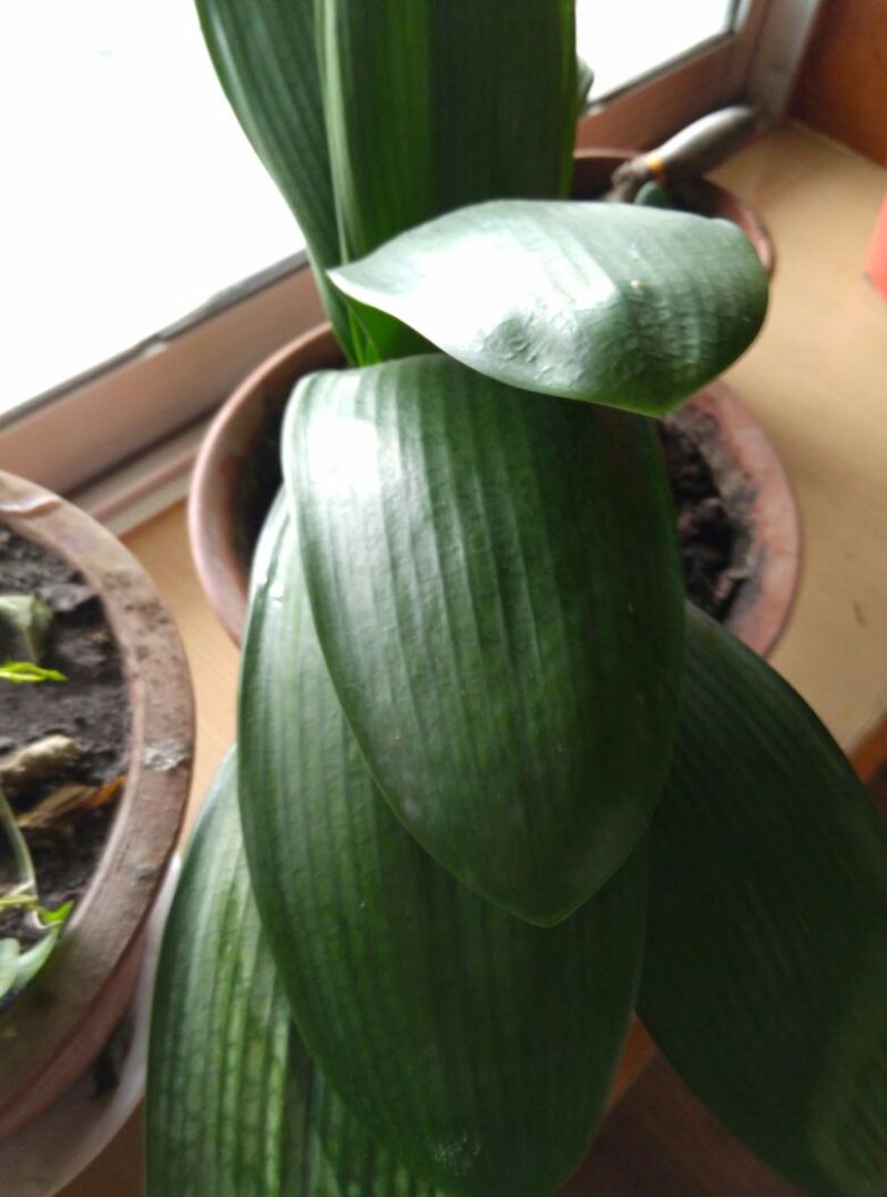 君子兰盆花