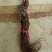 葡萄苗30~50cm1年