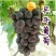 葡萄苗30~50cm1年