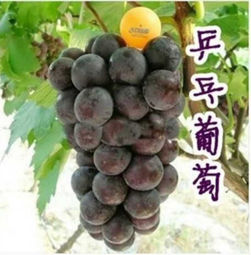 葡萄苗30~50cm1年