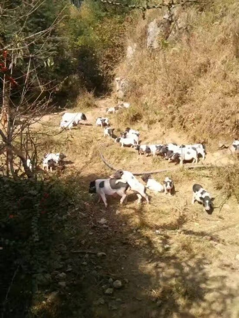 火腿