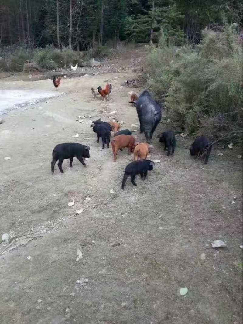 火腿