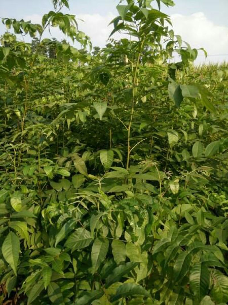 青钱柳茶一级