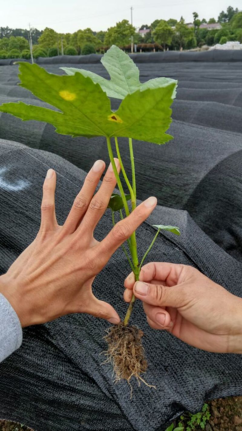 八角金盘自家八角金盘地苗