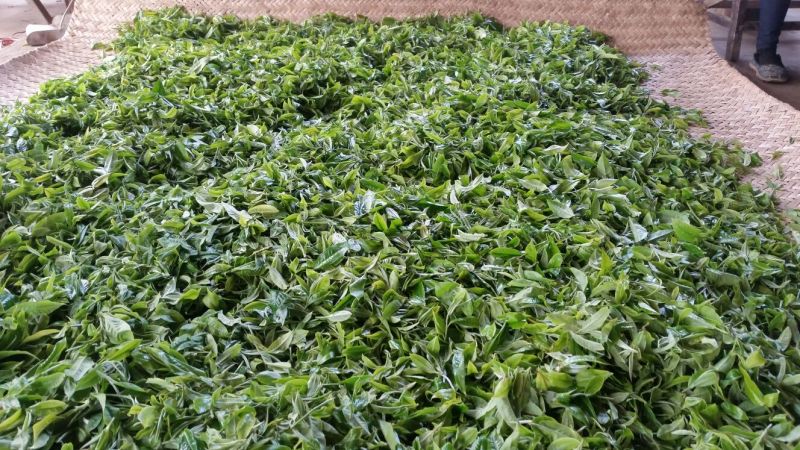 普洱茶一级