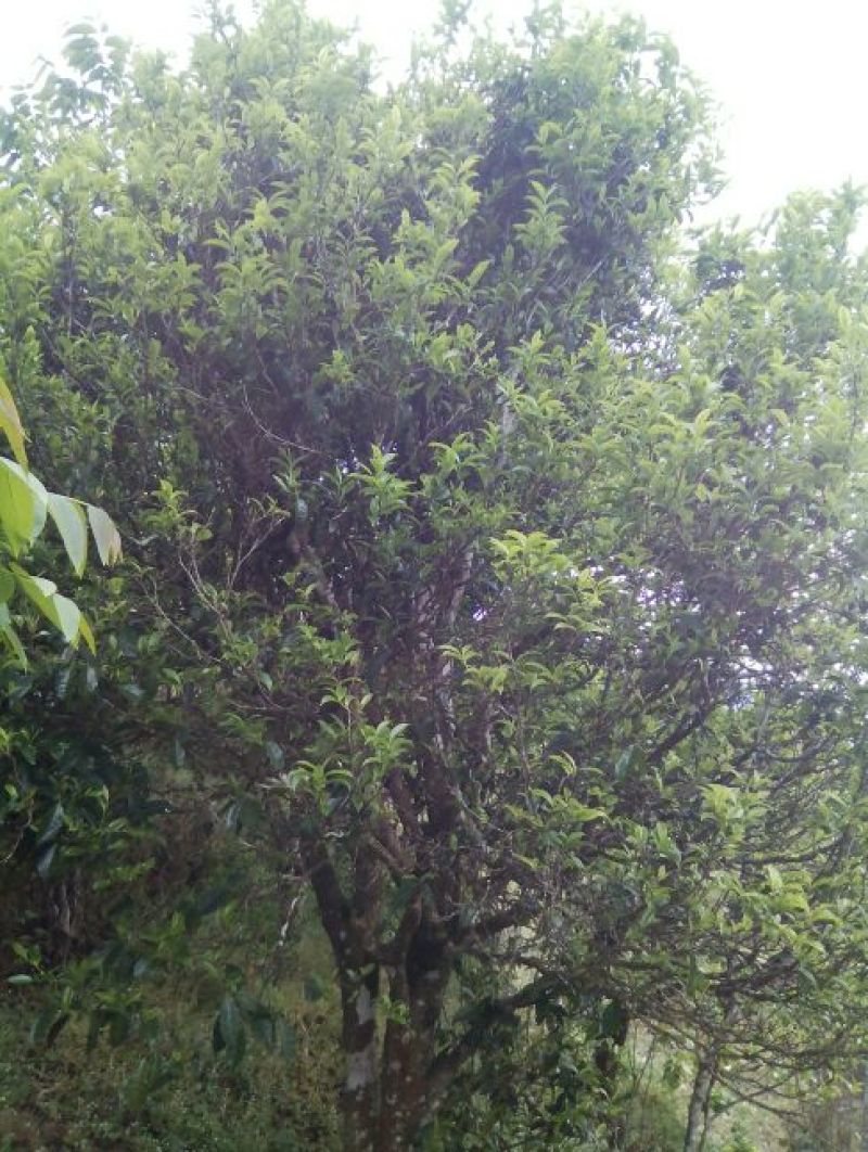 百年大树茶特级