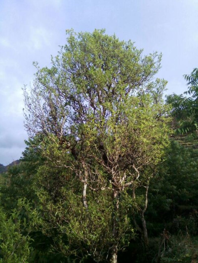 百年大树茶特级