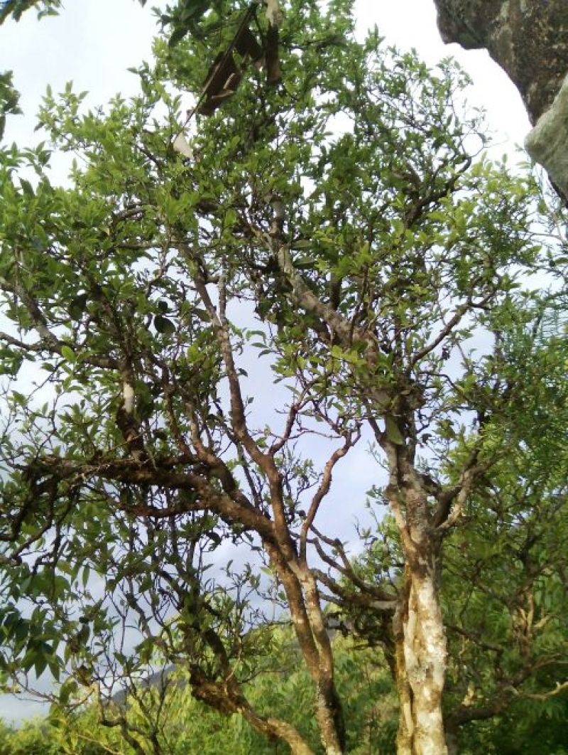 百年大树茶特级