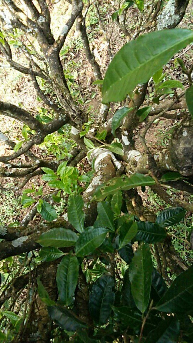 百年大树茶特级