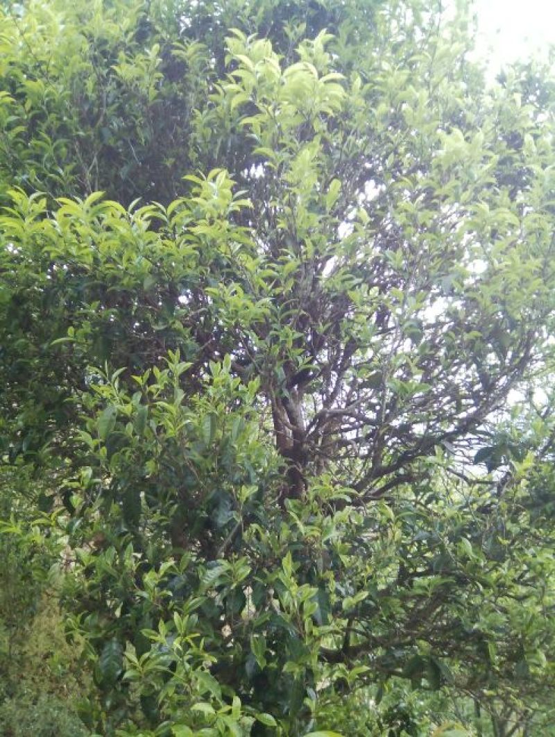 百年大树茶特级