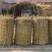 稻草100公分以上