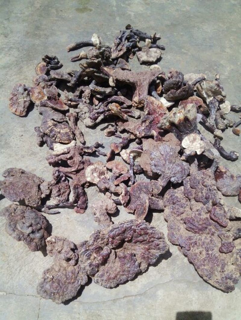 灵芝8公分以下
