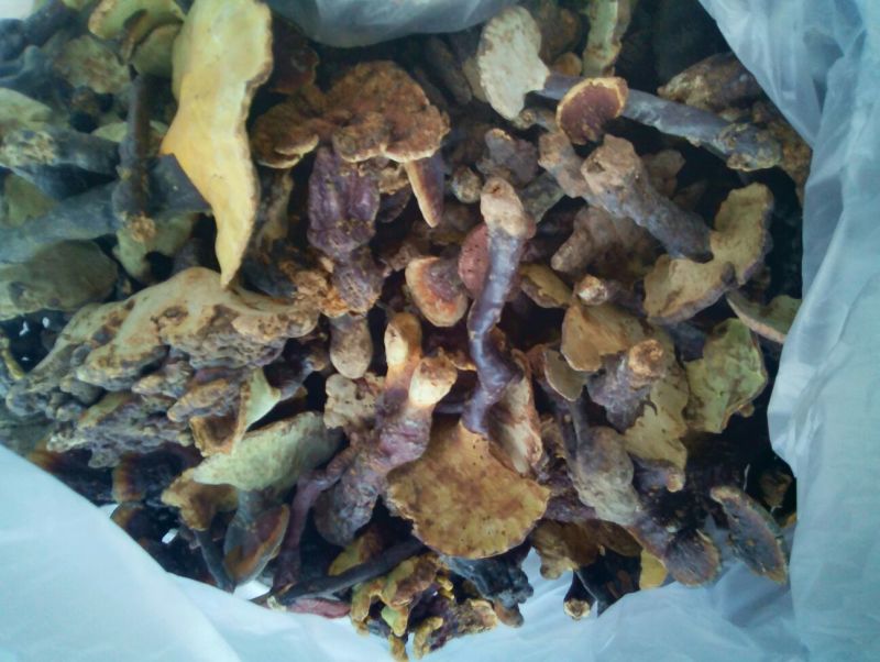 灵芝8公分以下