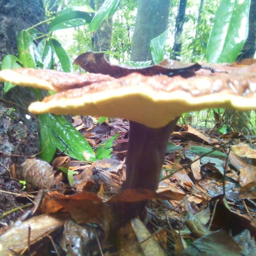 灵芝8公分以下