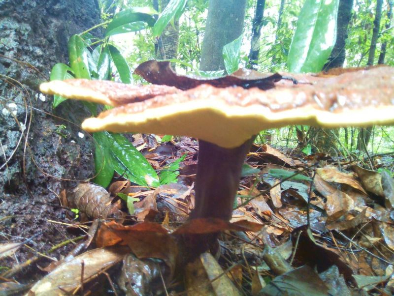 灵芝8公分以下
