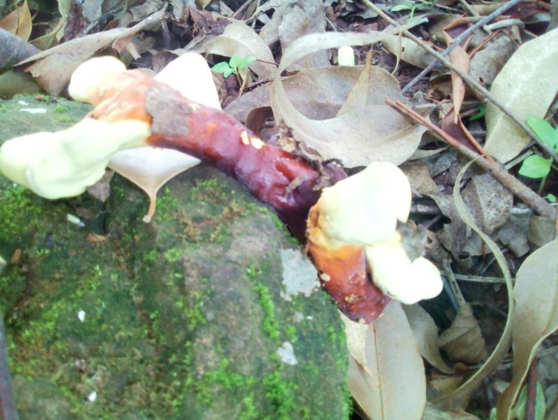 灵芝8公分以下