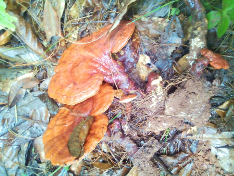 灵芝8公分以下