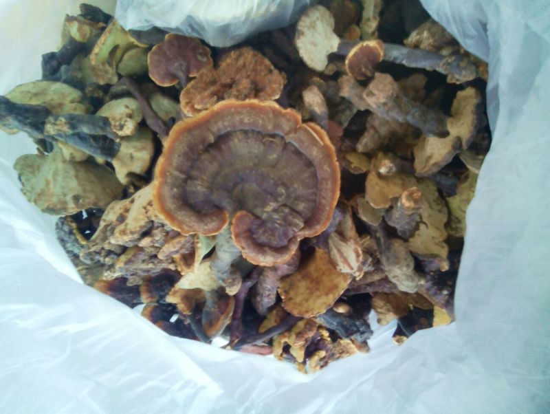 灵芝8公分以下
