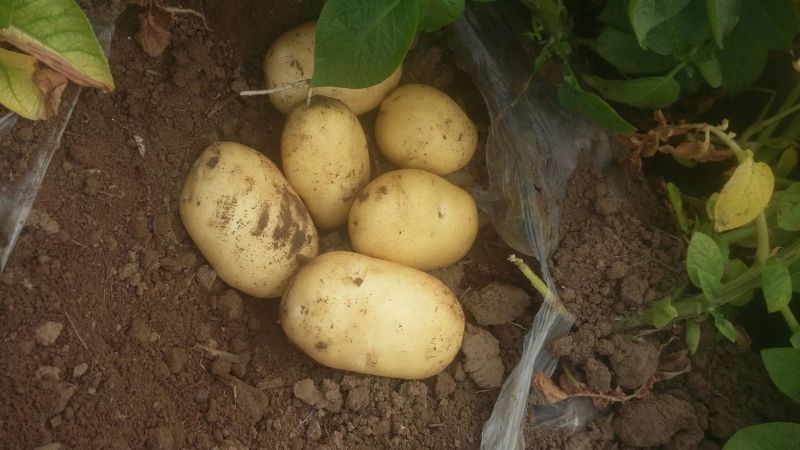 山东大棚土豆大量供应，荷兰十五，欢迎致电合作