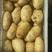 山东大棚土豆大量供应，荷兰十五，欢迎致电合作