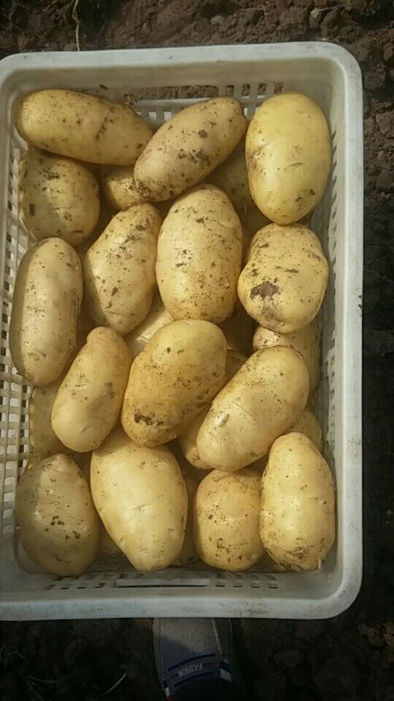山东大棚土豆大量供应，荷兰十五，欢迎致电合作